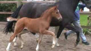 wwwreitschulesandbrinkde foal Fidertanz  De Niro  Rubinstein [upl. by Lavoie]