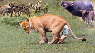 The Battle For Life And Death 🦁 Wild Discovery Animals 2024 11 [upl. by Leumek48]