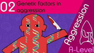 Genetic Explanations  Aggression AQA ALevel Psychology [upl. by Ruhnke]