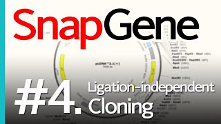 SnapGene 4 Ligaseindependent Cloning [upl. by Kentiggerma]