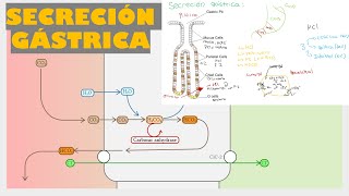 SECRECIÓN GASTROINTESTINAL  FISIOLOGÍA GÁSTRICA [upl. by Devon671]