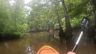 Kayaking in the swamp [upl. by Okir]