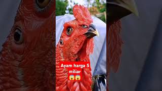 Ayam termahal didunia shortvideo ayam [upl. by Nnylyma]