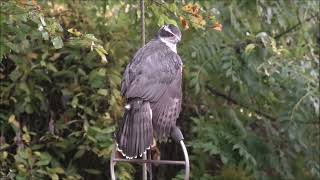 Goshawk Gull Chris Rea cover [upl. by Aikemat]