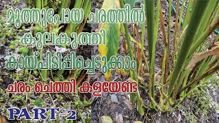 മൂത്തുപോയ ചരത്തിൽ കായ് പിടിപ്പിക്കാം  Part2  cardamom plantation  Njaanoru malayali [upl. by Iaoh]