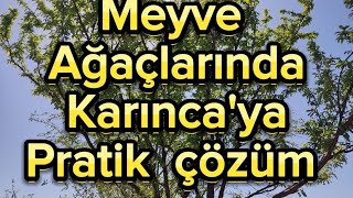 MEYVE AĞAÇLARINDA KARINCAYA PRATİK ÇÖZÜM 1 [upl. by Ilrak]