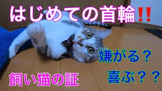 仔猫にはじめての首輪をつけてみた [upl. by Dnalrag]