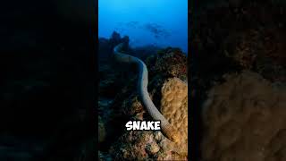 quotMan Handles Venomous Sea Snake Without Knowing the Dangerquot 😨 [upl. by Ardnasal608]