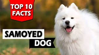 Top 10 Samoyed Dog Facts In Hindi  Samoyed Dog Breed Facts in Hindi  Popular Dog Breeds [upl. by Scholem]