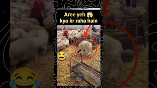 Har jhund mein mada bhedi ka mahattv sheep goat goatfarming sheepfarming bakripalan shorts [upl. by Bear]