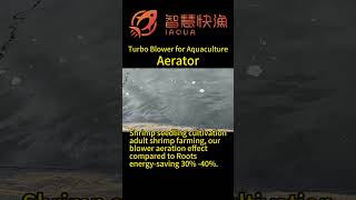 Adult shrimp farming our blower aeration effect compared to Roots energysaving 30 40aerator [upl. by Baten637]