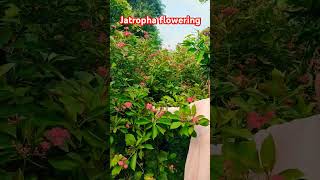 Jatropha plant ☘️🌵 trending viralshorts [upl. by Rexferd942]