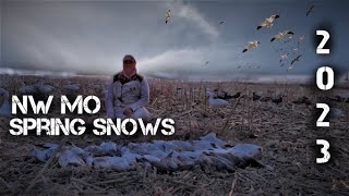 NW Missouri Spring Snows 2023  INSANE CLOSE Decoying Action  Lots of Juvies [upl. by Ulita]