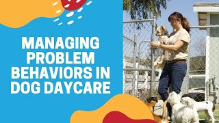 Managing Problem Behaviors in Dog Daycare [upl. by Akinorev]