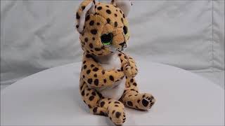 Ty Beanie Baby Bellies 6quot LLOYD the Leopard Babies 2023 [upl. by Ahsyat]