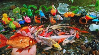 Amazing Catch Baby Diamond Turtle Unicorn Head Fish Pearlscale Goldfish Striped Horse Fish [upl. by Pik]