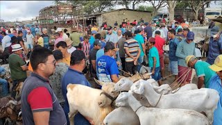 FEIRA DE BODE DE CAMPINA GRANDE PARAÍBA 27112024 [upl. by Winchell284]