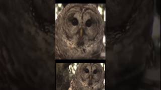 🦉VERY CLOSE BARRED OWL HOOTS CALLS WhoCooksForYou  Territorial Mating Sounds birds  Canada Wild [upl. by Yran332]