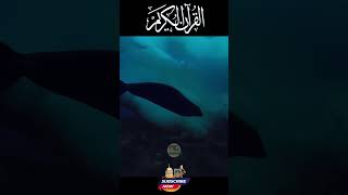 Sura Nisa Ayat 146 AlQuran Surah AlNisa With Urdu Translation shortvideo [upl. by Holub]