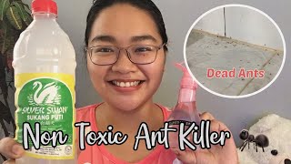 2 Ingredients Homemade DIY Ant KillerPamatay Langgam [upl. by Metts]