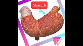 STOMACH  ANATOMY MODEL [upl. by Hephzipah]