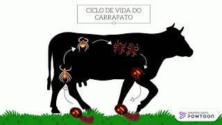 CONTROLE DE CARRAPATOS EM BOVINOS  ANIMAÇÃO [upl. by Theodosia358]