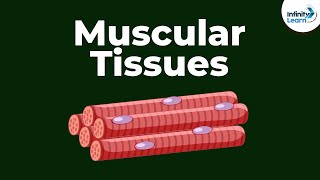 What are Muscular Tissues  Dont Memorise [upl. by Elvia894]