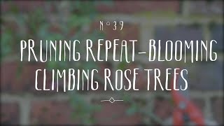 Repeat blooming climbing roses pruning advice [upl. by Yesnel903]