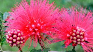 Calliandra plant ।। Powder puff grow shortvideo gardening plants [upl. by Yusuk]