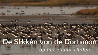 Vogels kijken op de Slikken van de Dortsman 829 [upl. by Scurlock669]