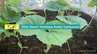 🇵🇭How to Grow a bitter gourd also known as ampalaya in philippines via Kratky Hydroponics Kratky [upl. by Arrait]