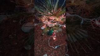 Protecting my Washingtonia Filifera for Winter palms tropical garden viral [upl. by Enined240]