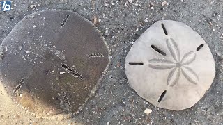 10 facts about sand dollars — and how killing them could cost you [upl. by Klina]