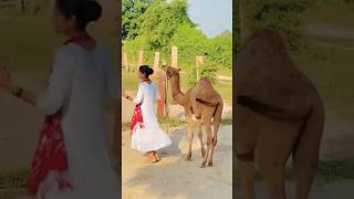 राजस्थानी ऊंट का ऐसा डांस आप ने पहले कभी नहीं देखा होगा  New Marwadi Dj Song 2024  New Camel dance [upl. by Shue]