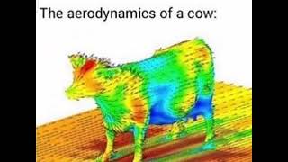 the aerodynamics of a cow original by wales2k [upl. by Aihsotal]