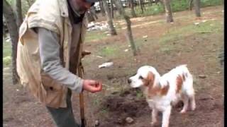 Tartufo Bianco di Corigliano dOtranto di Giuseppe Lolli [upl. by Naibaf]