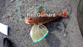 Red Gurnard Fishing New Zealand [upl. by Dyanna]