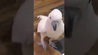 Mishas Melodies Pure Moluccan Cockatoo Sounds Screams Singing and Playtime 🦜🎶 [upl. by Hyacinthie]