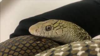 My Awesome King Rat Snake Elaphe Carinata Yonaguniensis ヨナグニシュウダ [upl. by Warp203]