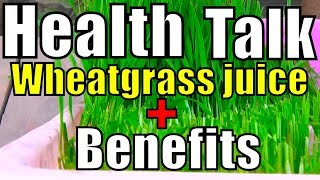 691 How to Grow Wheatgrass  What Is WheatGrass  Wheatgrass Benefits Urduhindi [upl. by Meggi]