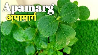 How to care and Benefits of Apamarg Medicnal Plant  Apamarg ke fayede अपामार्ग औषधीय प्लांट [upl. by Leodora146]