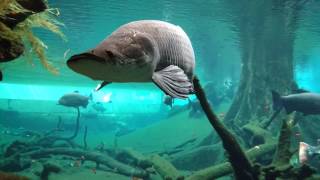 Barcelona CosmoCaixa  Amazon aquarium PART 1 [upl. by Otsedom]