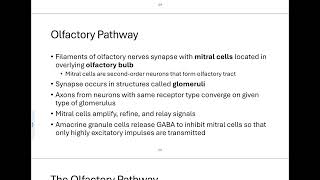 15  The Olfactory Pathway [upl. by Podvin]