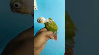 music song tamil birds musicgenre folk birdsingingmusic musicsong telugu [upl. by Ahseet273]