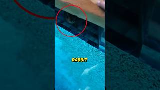 Baby Rabbit Stuck in the Swimming Pool 😭 [upl. by Dill]