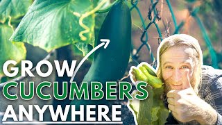 Growing Cucumbers in Containers 9 Tips On Pruning Feeding Pests and More [upl. by Tur]