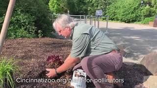 How to Plant Pollinator Garden  Cincinnati Zoo [upl. by Aivataj]