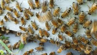 How to trick a swarm of bees to stay in your hive [upl. by Madelin]