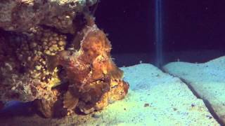 Angler Frogfish Antennarius Sp slow motion using his lure to attract prey [upl. by Haidebej]