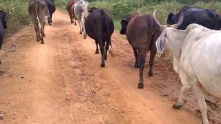 Tocando as vacas do curral para o pasto [upl. by Soisatsana]